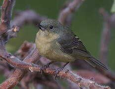 Rusty Flowerpiercer