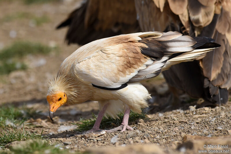 Egyptian Vultureadult, identification, feeding habits