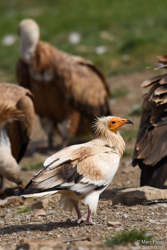Egyptian Vultureadult breeding, identification, feeding habits