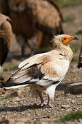 Egyptian Vulture