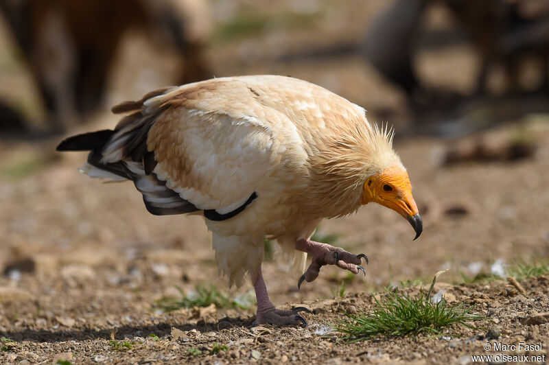 Egyptian Vultureadult, identification, walking, feeding habits