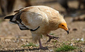 Egyptian Vulture