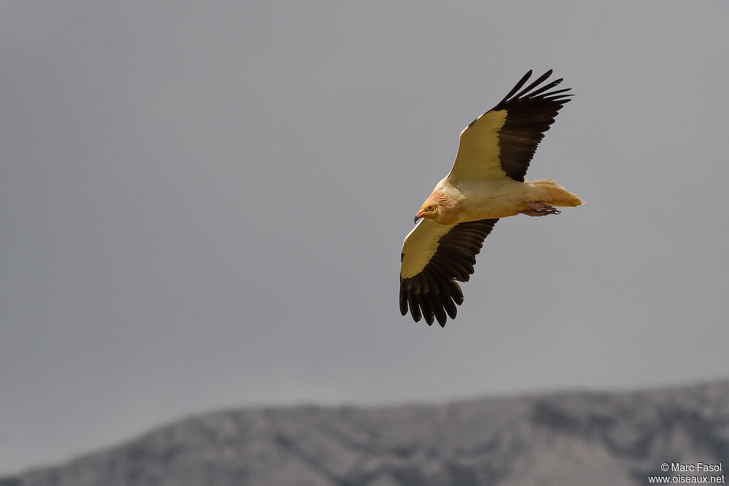 Egyptian Vultureadult, Flight