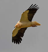 Egyptian Vulture