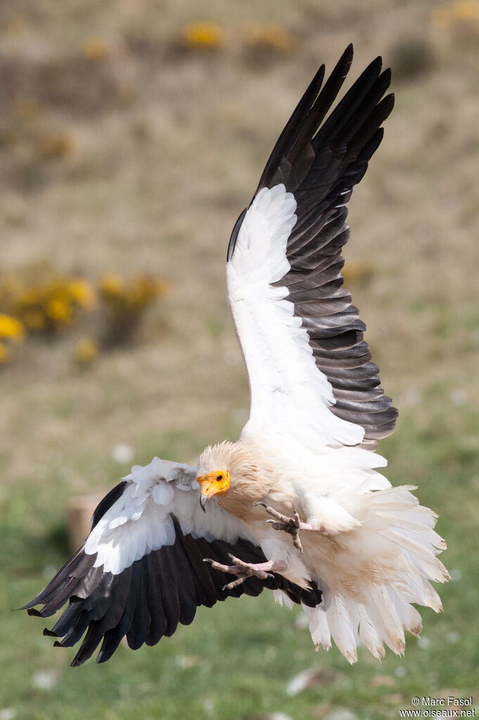 Egyptian Vultureadult breeding, Flight