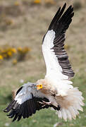 Egyptian Vulture