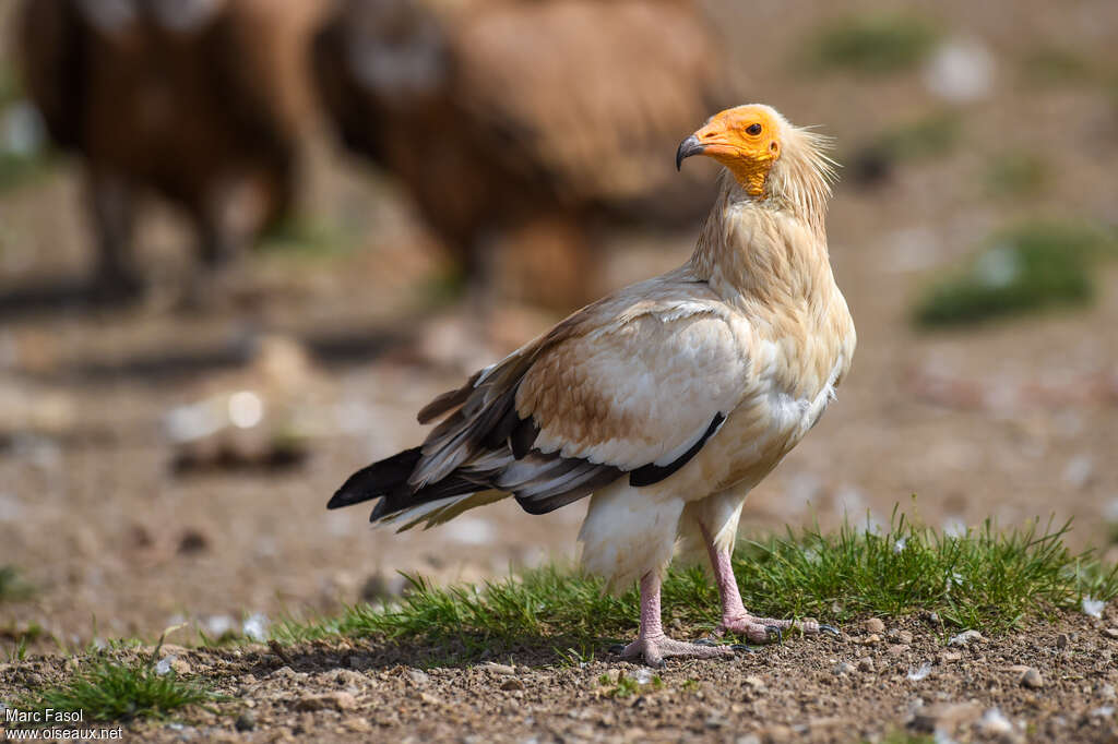 Egyptian Vultureadult breeding, identification