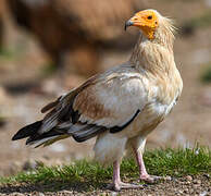 Egyptian Vulture