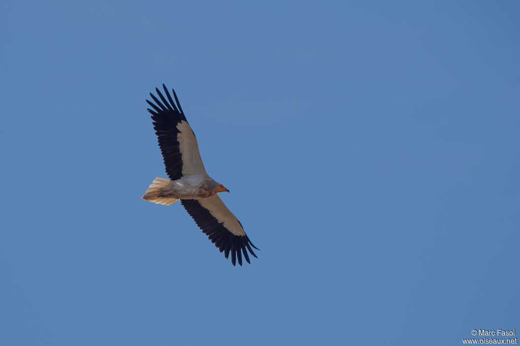 Egyptian Vultureadult, Flight