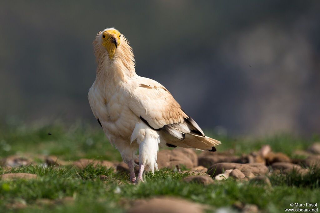 Egyptian Vultureadult, identification