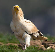 Egyptian Vulture