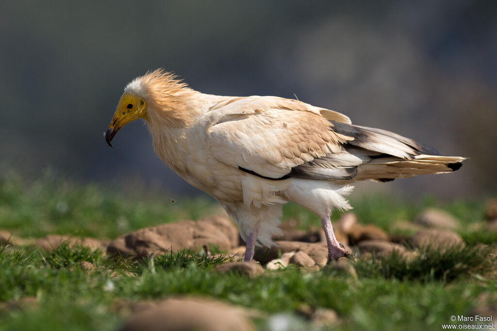 Egyptian Vultureadult, identification