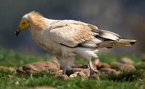 Egyptian Vulture