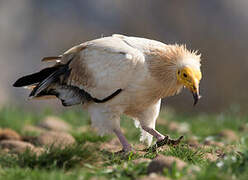 Egyptian Vulture