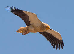 Egyptian Vulture