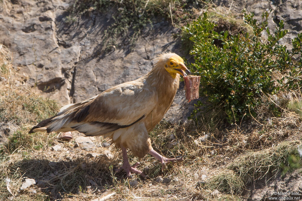 Percnoptère d'Égypteadulte, identification, mange