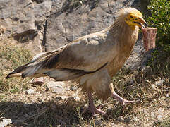 Egyptian Vulture