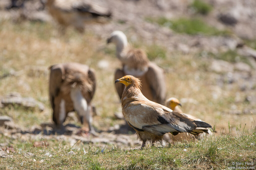 Egyptian Vulture, eats