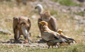 Egyptian Vulture