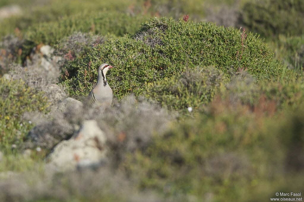 Chukar Partridgeadult breeding, identification, Behaviour