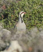 Chukar Partridge