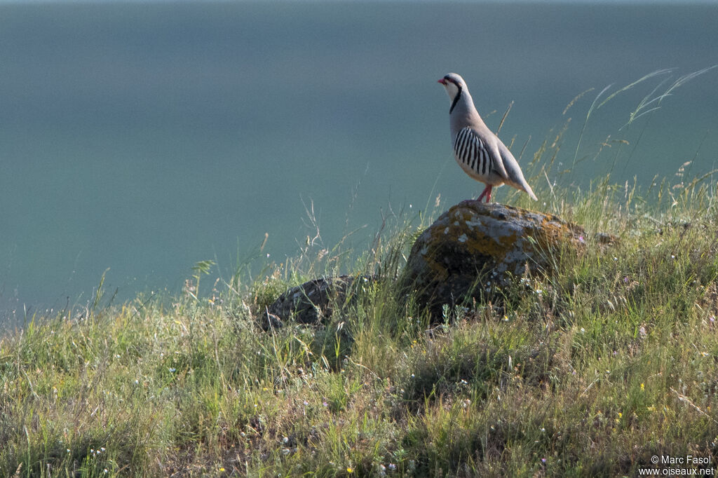 Chukar Partridge male adult breeding, identification