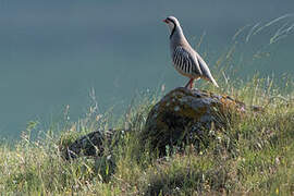 Chukar Partridge