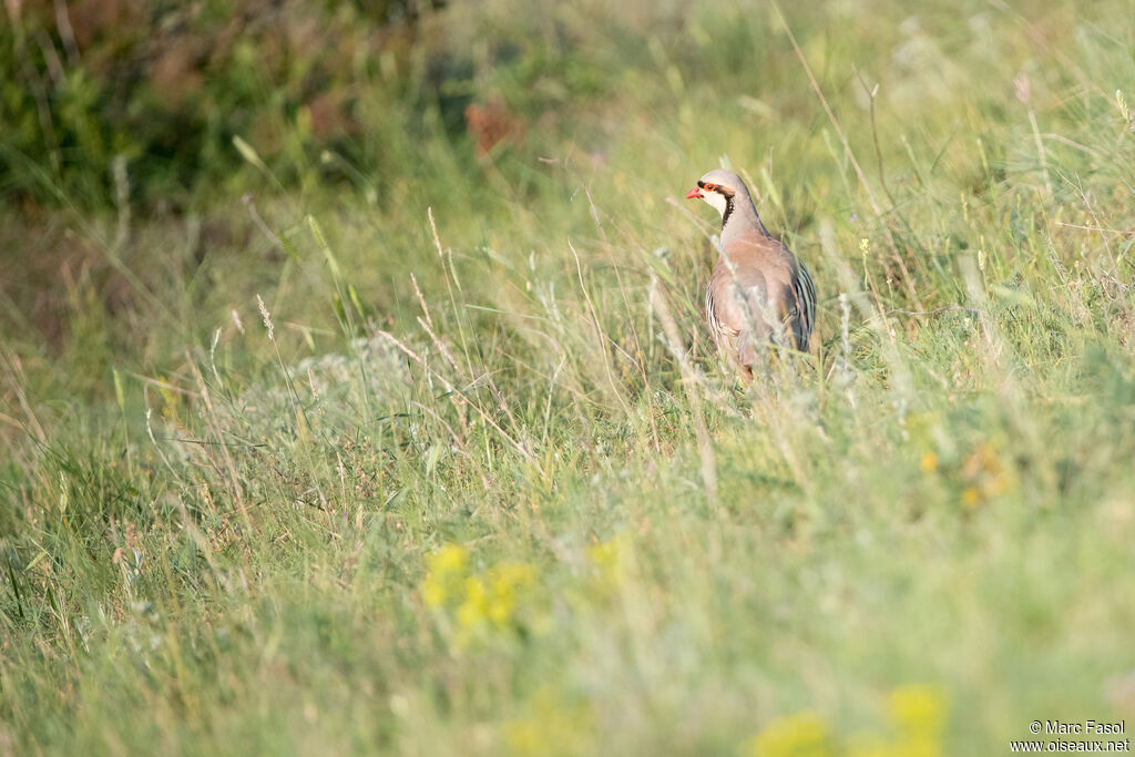 Perdrix choukaradulte, identification