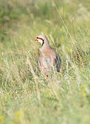 Chukar Partridge