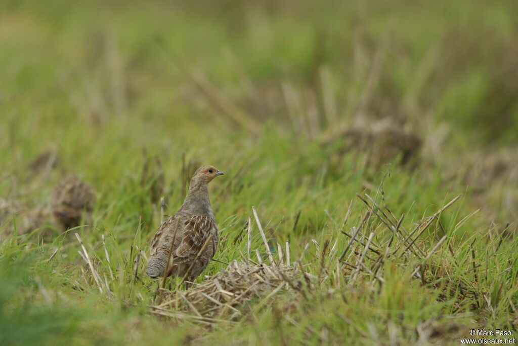 Perdrix griseadulte internuptial, identification