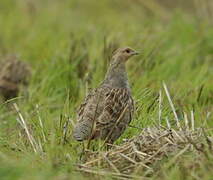 Grey Partridge