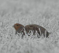 Grey Partridge