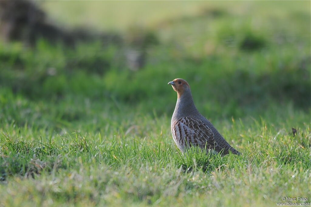 Grey Partridge, identification