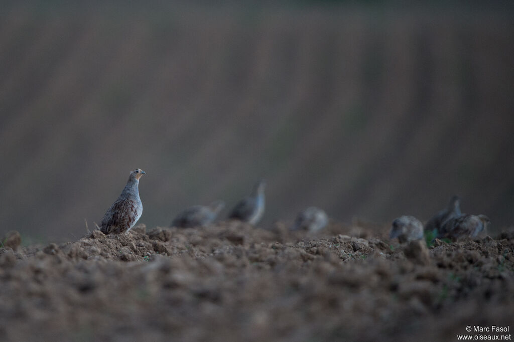 Grey Partridge, moulting, walking