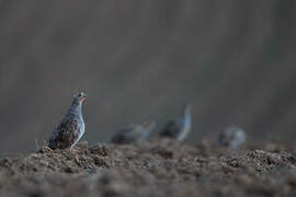 Grey Partridge