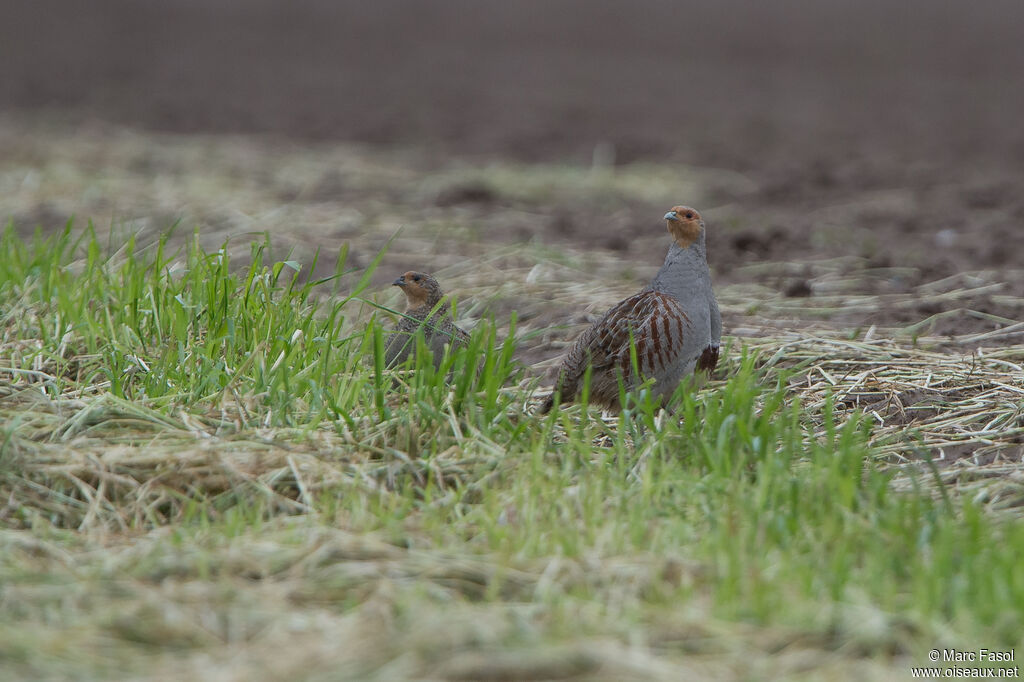 Grey Partridgeadult breeding