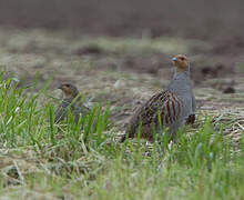 Grey Partridge