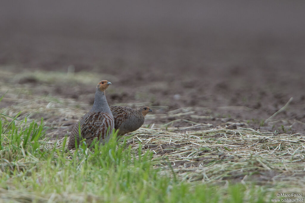 Grey Partridgeadult breeding