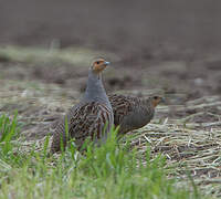 Grey Partridge