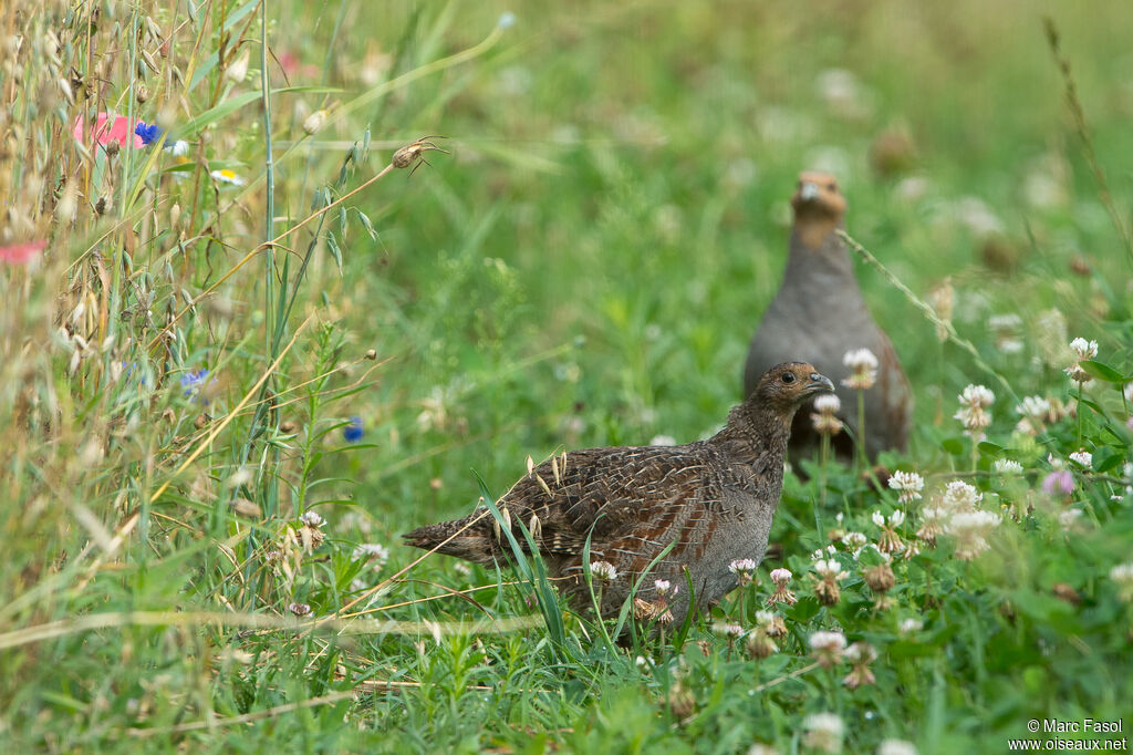 Grey Partridgeadult