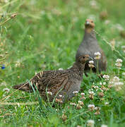 Grey Partridge