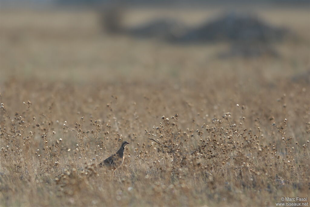 Perdrix rougeadulte, identification, habitat, marche