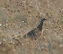 Red-legged Partridge