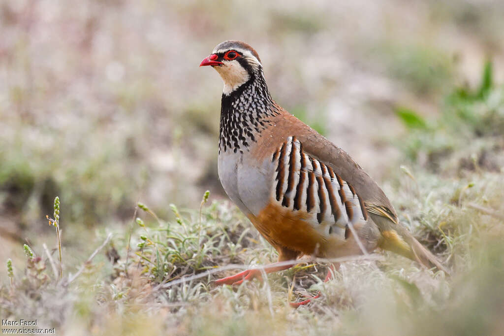 Red-legged Partridgeadult breeding, identification