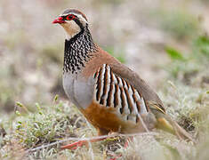 Red-legged Partridge