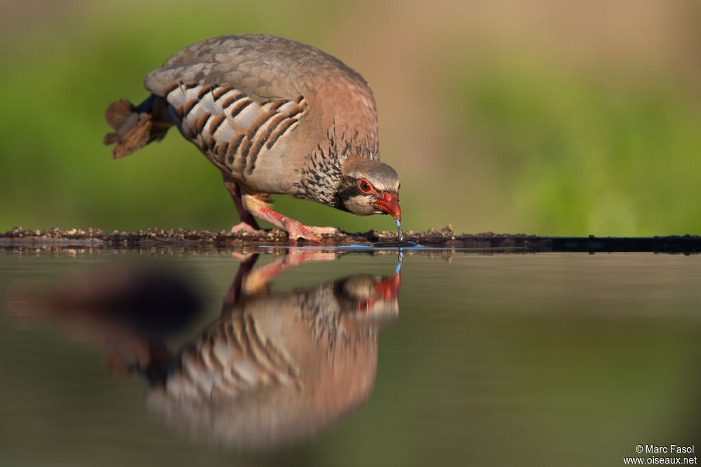 Red-legged Partridgeadult, identification, drinks