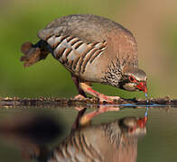 Red-legged Partridge