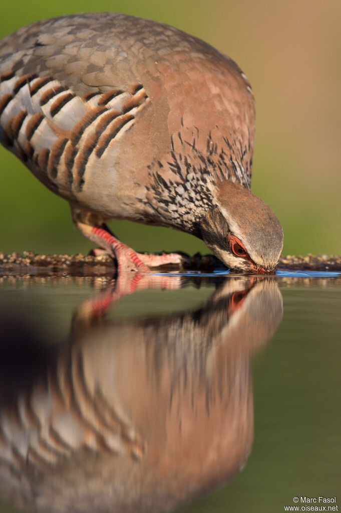 Red-legged Partridgeadult, identification, drinks