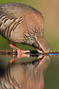 Red-legged Partridge