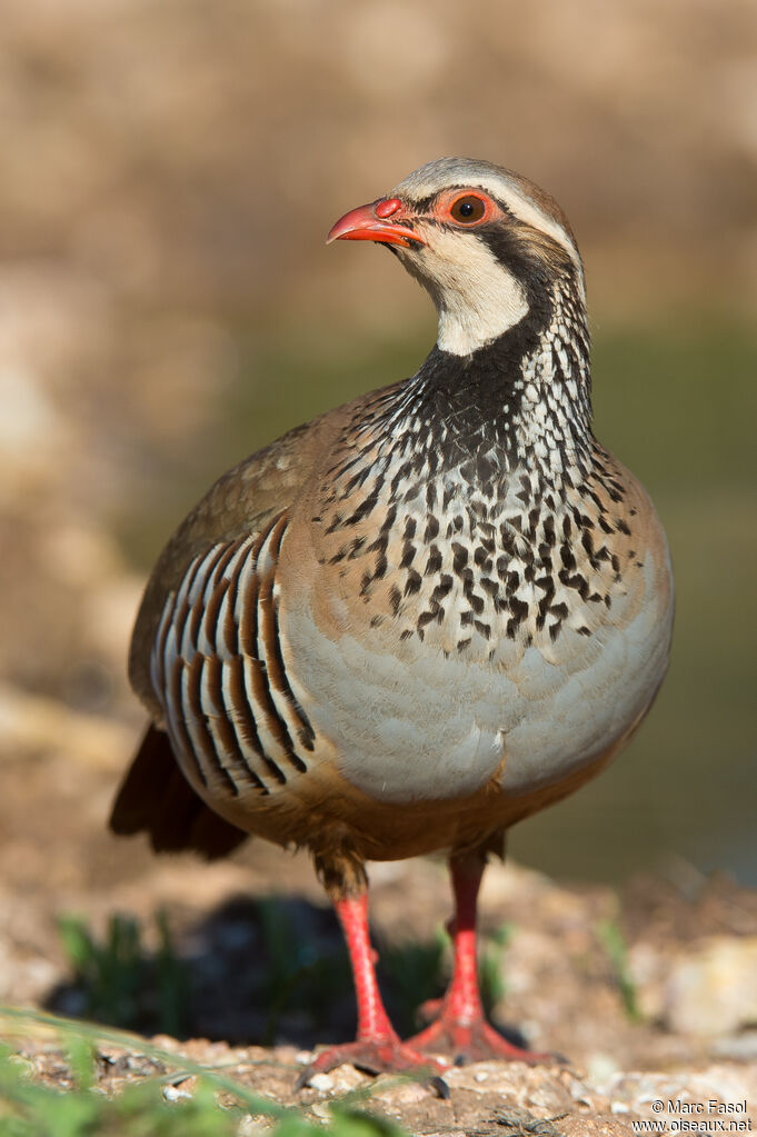 Perdrix rouge adulte, nuptial, identification